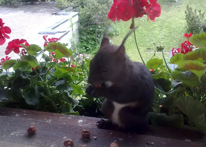 Mezzaprada アローザ